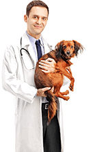 Диплом Ветеринара